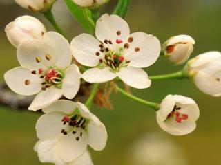 Obrazek: Crabapple Blossoms in Spring