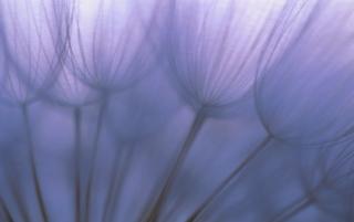 Obrazek: Dandelion Seeds