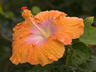 Obrazek: Dew-Covered Hibiscus, Kauai, Hawaii