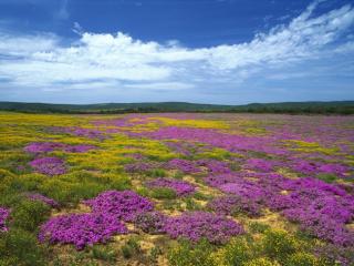 Obrazek: Dew Flowers, Eastern Cape, South Africa