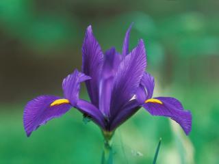 Obrazek: Domestic Iris