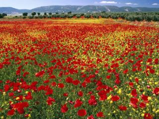 Obrazek: Endless Poppies, Spain