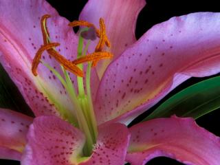 Obrazek: Exotic Lily