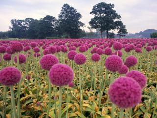 Obrazek: Field of Pink Onions, Wassenaar in the Schieland Region