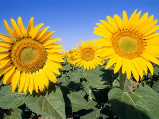 Obrazek: Field of Sunflowers