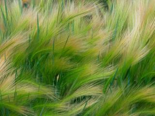 Obrazek: Foxtail Barley
