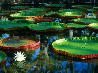 Obrazek: Giant Victoria Regia Water Lily