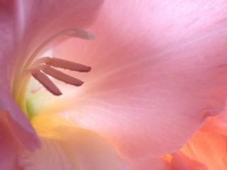 Obrazek: Glowing Invitation, Gladiola Blossom