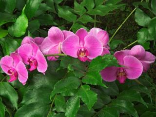 Obrazek: Hybrid Orchid