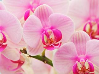 Obrazek: Hybrid Orchids