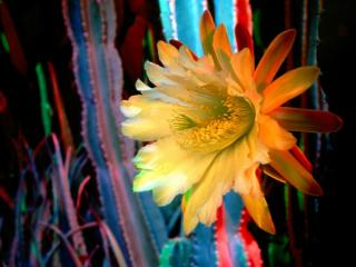 Obrazek: Illuminating, Cactus Flower