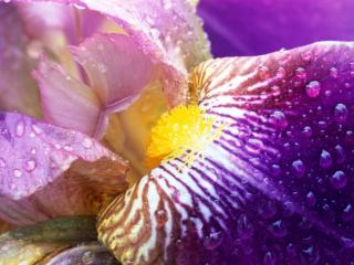 Obrazek: Iris Close-Up