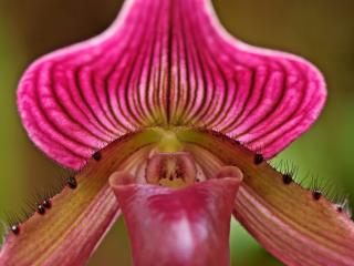 Obrazek: Ladyslipper Orchid