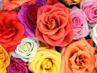 Obrazek: Love Blooms, Roses