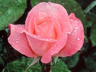 Obrazek: Lovely Rose