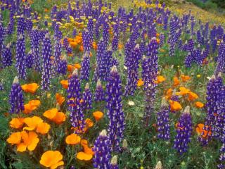 Obrazek: Lupine and Poppies, Tehachapi Mountains, California