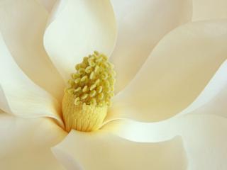 Obrazek: Magnolia Blossom