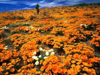 Obrazek: Mexican Gold Poppies, Cochise County, Arizona
