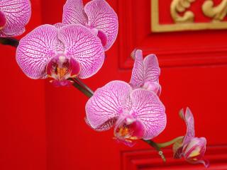 Obrazek: Ornate Orchids
