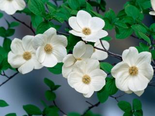Obrazek: Pacific Dogwood Blossoms Over the Merced River