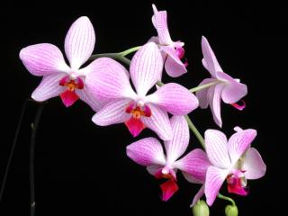 Obrazek: Phalaenopsis Orphan Annie