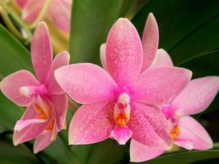 Obrazek: Pink Orchids