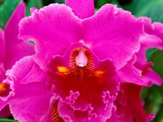 Obrazek: Pink Passion, Cattleya Orchid