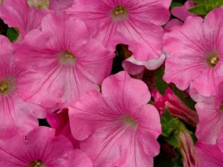 Obrazek: Pink Petunia