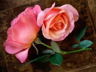 Obrazek: Pink Roses