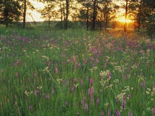 Obrazek: Prairie Flowers at Sunset, Iroquois Conservation Area, Illinois