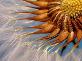 Obrazek: Prickly Goldenfleece