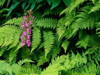Obrazek: Purple Fringed Orchid, Great Smoky Mountains, North Carolina