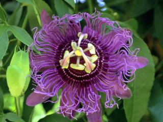 Obrazek: Purple Passion Fruit Flower