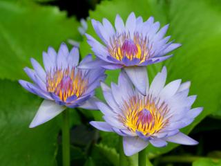 Obrazek: Purple Water Lilies
