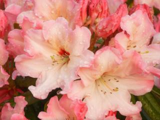 Obrazek: Rhododendron Blossoms
