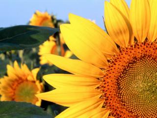 Obrazek: Sunflower, Clantonia, Nebraska