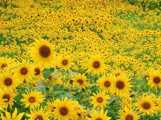 Obrazek: Sunflower Field
