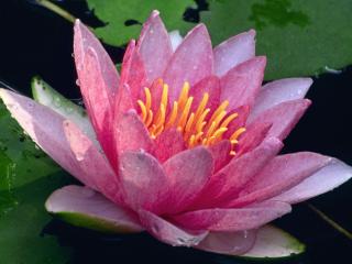 Obrazek: Water Lily