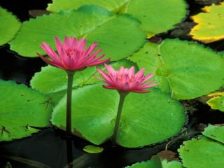 Obrazek: Water Lily, Helani Gardens, Maui