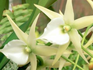 Obrazek: White Orchid