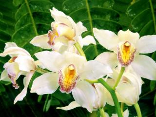 Obrazek: White Orchids