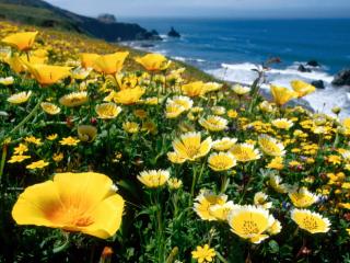 Obrazek: Yellow Poppies, California Coast