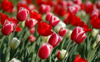 Obrazek: Różnokolorowe tulipany