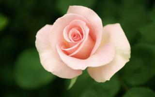 Obrazek: Różowe róże