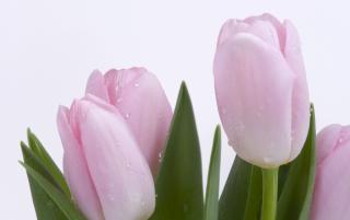 Obrazek: Różowe tulipany