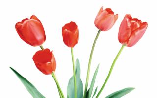 Obrazek: Tulipany