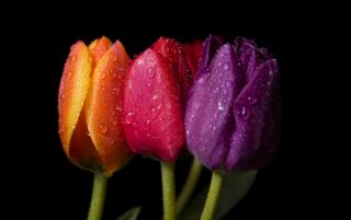 Obrazek: Tulipany