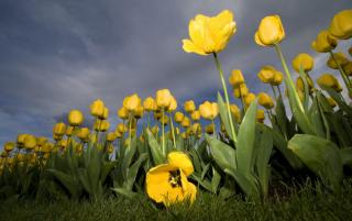 Obrazek: Tysiące żółtych tulipanów