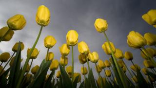 Obrazek: Żółte tulipany