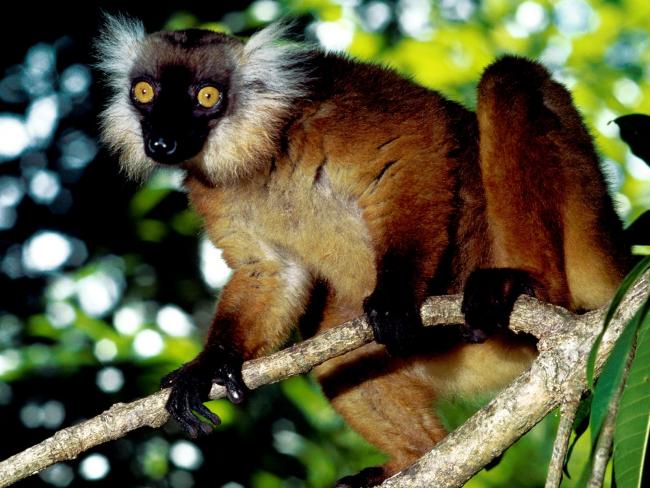 Black Lemur, Malagasy Republic